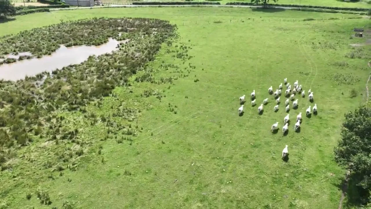 Vue aérienne d’un troupeau de moutons dans une prairie au bord d’un étang